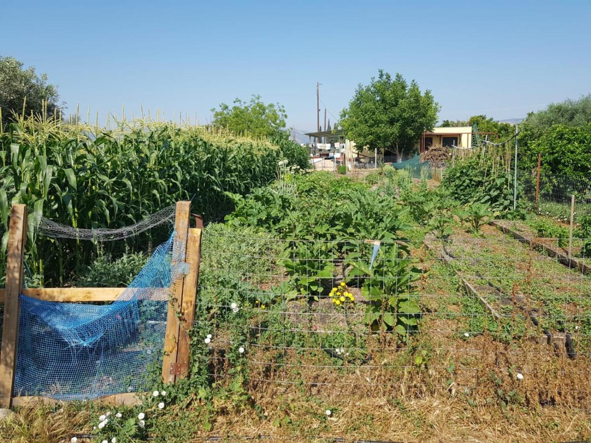 Eco Glamping With Pool Between Nafplio And Argos Exterior foto